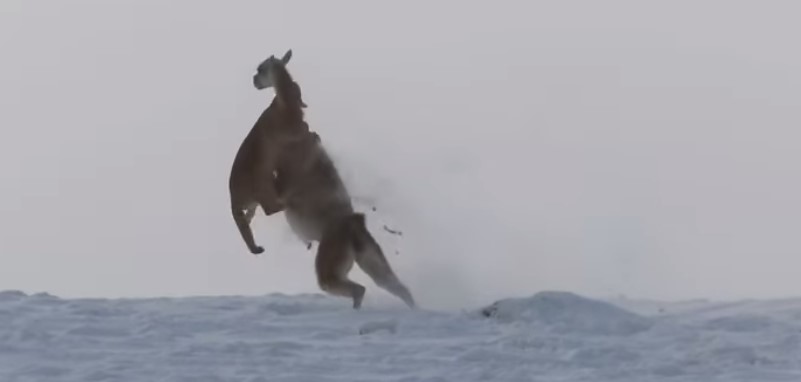 Puma caza a guanaco