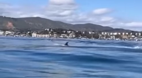 Delfín de Risso Portada