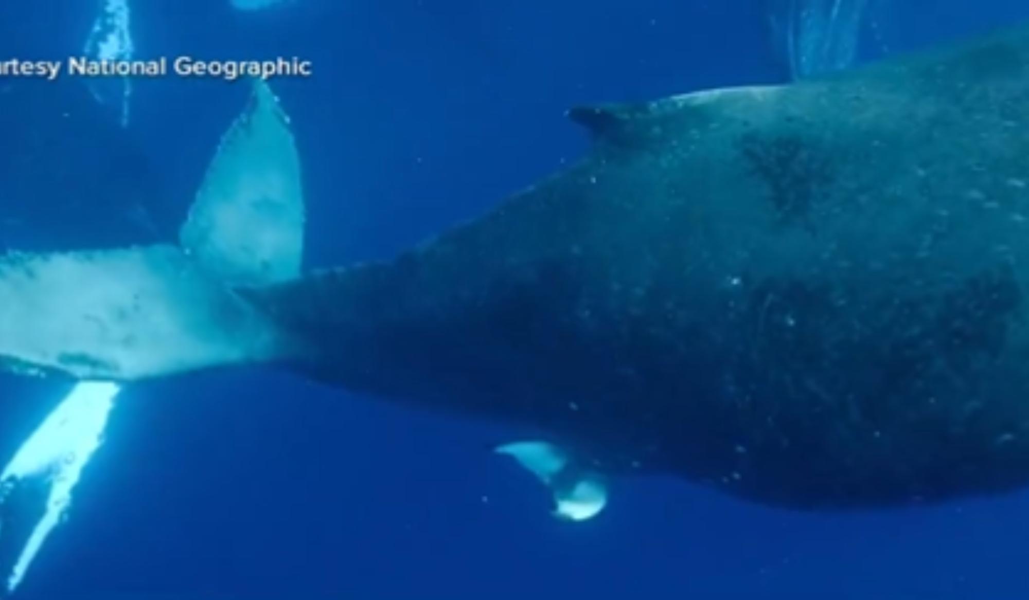 Captan por primera vez el nacimiento de una ballena jorobada