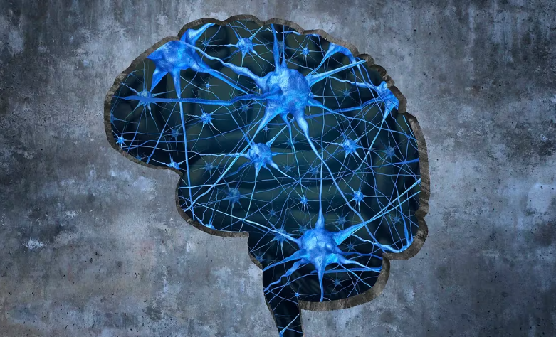 Ilustración de un cerebro humano. Créditos: Getty Images