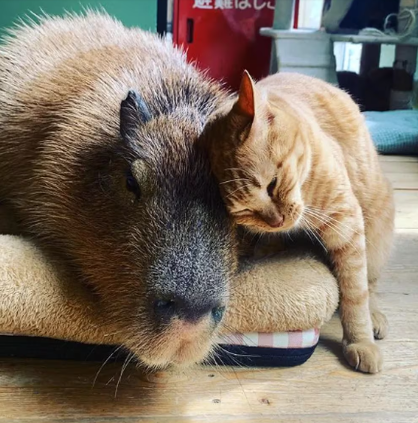 Capibara y gato en un café. Créditos: Instagram/capyneko.cafe_capybara_cat