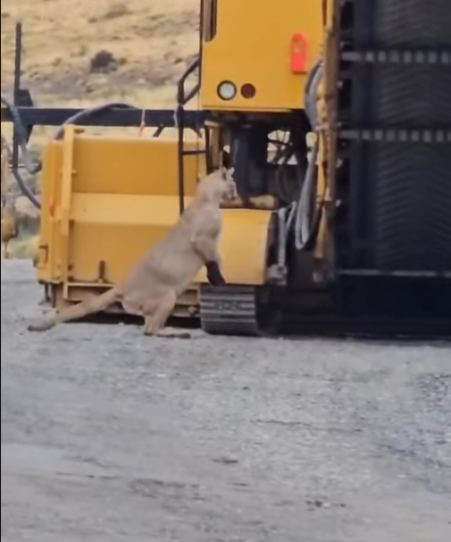 Puma en la obra de construcción. Créditos: instagram pumas_chile