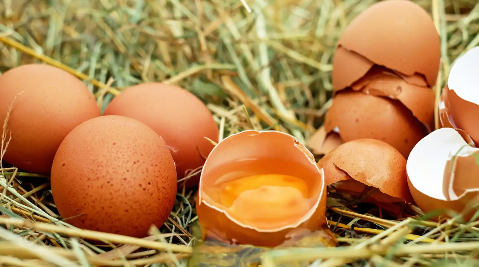 Cáscaras de huevo. Créditos: Getty Images