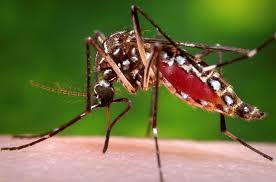 Imagen referencial del dengue. Créditos: Getty Images