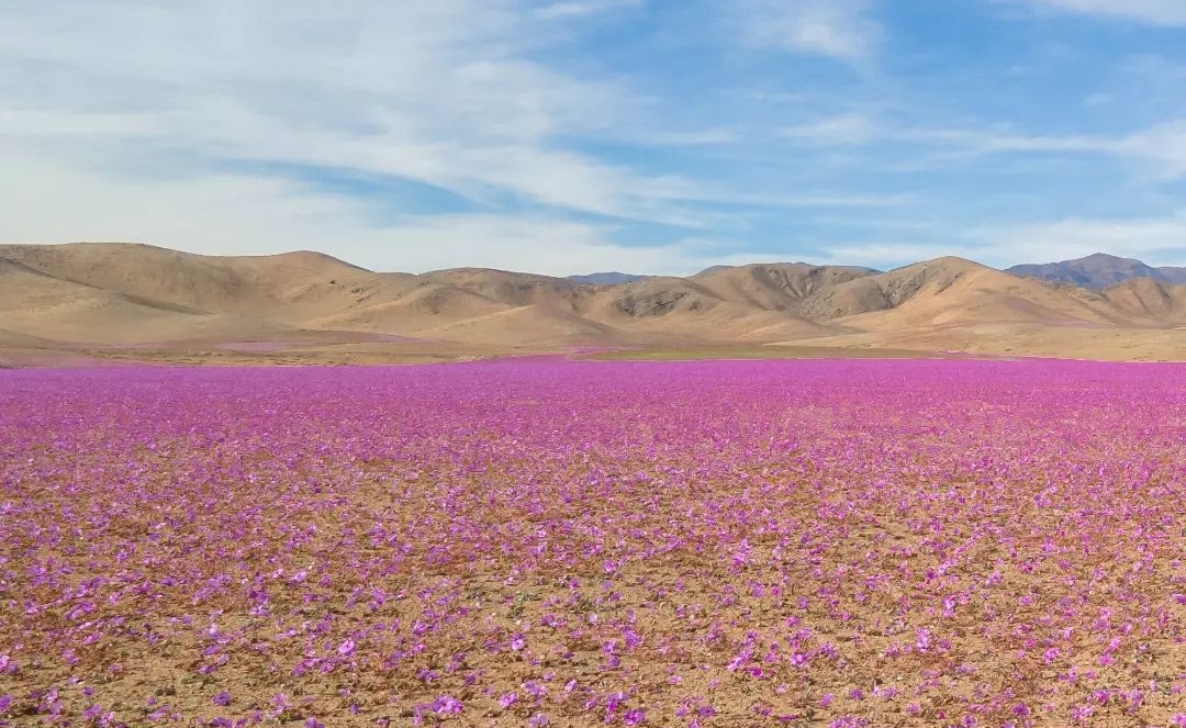 Desierto florido: ¿Se adelantó este fenómeno en Atacama? 