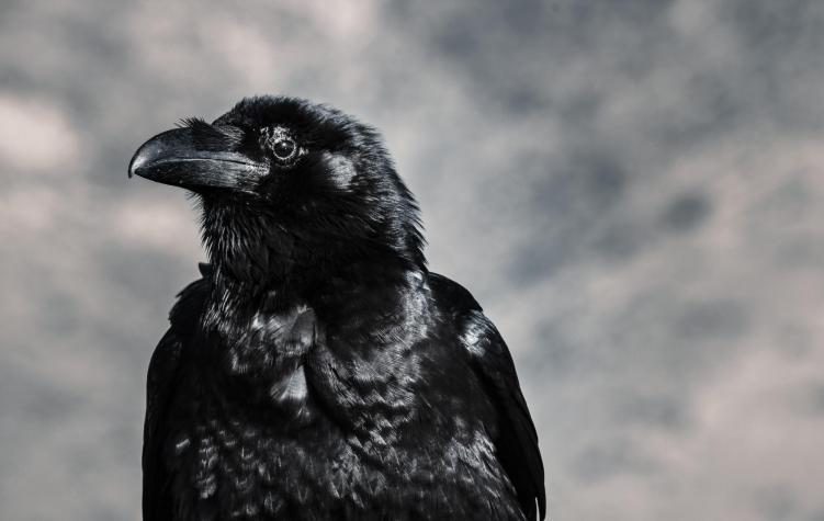 Hemos llenado nuestras ciudades de espinas anti-aves. Los cuervos las  están utilizando para sus nidos